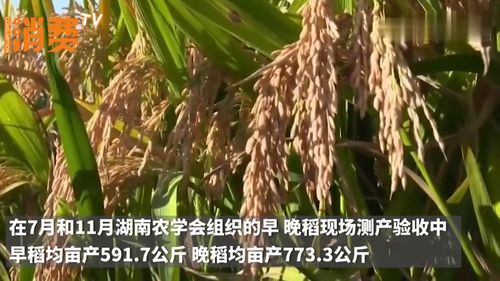 畝產(chǎn)1365公斤,水稻畝產(chǎn)1365公斤是什么品種？種植前景怎么樣？