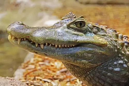 企鵝恒溫動物還是變溫動物,猜一猜企鵝是恒溫動物還是變溫--動物