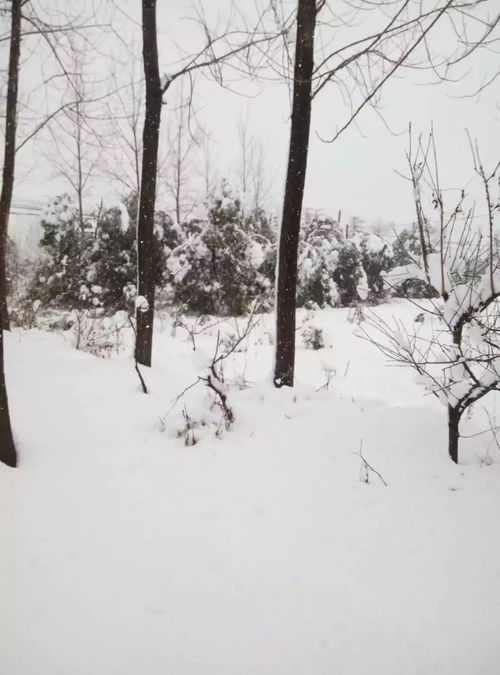 你哪里下雪了嗎,{歌詞}你那里下雪了嗎？面對寒冷你怕不怕？