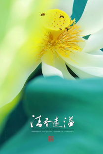 你若盛開 清風自來,你若盛開清風自來全詩是什么？