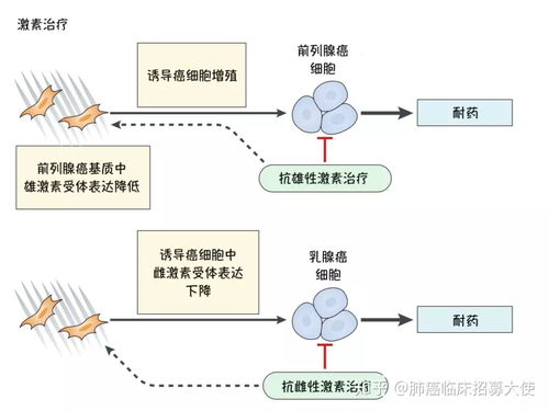 免疫調節,免疫調節的名詞解釋