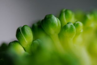 陌上柔桑破嫩芽,辛棄疾寫的《鷓鴣天?陌上柔桑破嫩芽》？