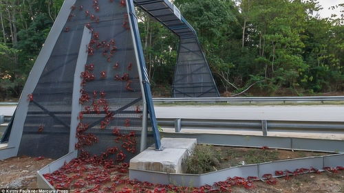 陌上柳絮,陌上柳絮傾城雪出處