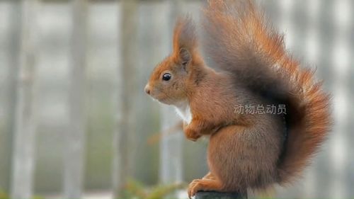陪伴我成長的小松鼠們,真心求教wow成就《陪伴我成長的小松鼠們》中熔巖蟹在什么位置...