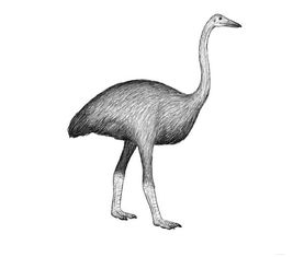 隆鳥(niǎo),世界上第一大鳥(niǎo)是