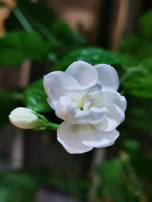 難忘茉莉花,《難忘茉莉花》歌詞是什么？