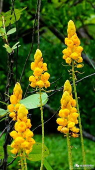 雀橋邊野草花,朱雀橋邊野草花全詩(shī)
