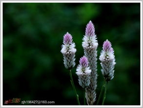 雀橋邊野草花,朱雀橋邊野草花全詩(shī)
