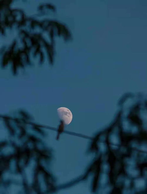 露從今夜白下一句,露從今夜白下一句古詩是什么