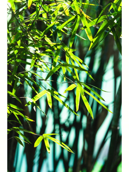 青樹翠蔓,“青樹翠蔓，蒙絡搖綴，參差披拂。”的意思？