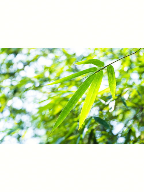 青樹翠蔓,“青樹翠蔓，蒙絡搖綴，參差披拂。”的意思？