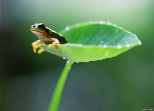 青草池塘處處蛙,“青草池塘處處蛙”的全詩是什么？