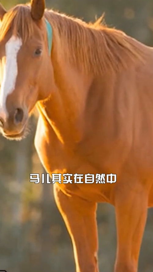 馬是怎樣睡覺的,馬怎么睡覺