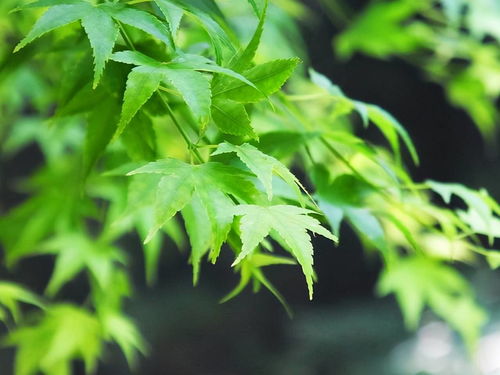 馬赫帶效應,馬赫帶的解釋馬赫帶的解釋是什么