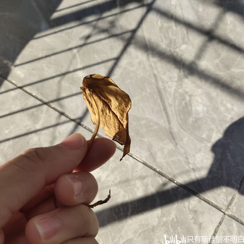 驅(qū)趕的驅(qū)是什么意思,驅(qū)趕的驅(qū)字是什么意思？