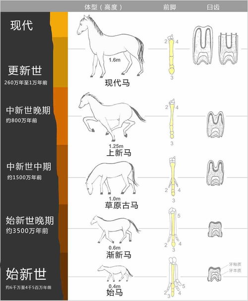 驢子和騾子,驢子和騾子有啥區別？