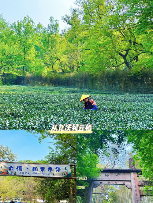 魅力春天,寫一篇題目“和春天有約”和“魅力春天”的作文！！！