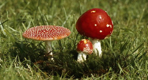 魔蘑菇,口袋妖怪綠寶石蘑蘑菇幾級進化