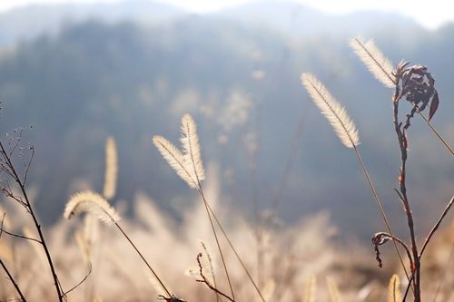 魯迅 野草,魯迅的《野草》全文