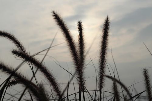 魯迅 野草,魯迅的《野草》全文