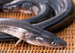 鰻魚讀音,鰻魚怎么讀