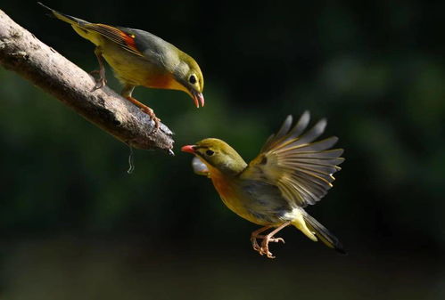 鳥中諸葛,鳥中諸葛是什么意思