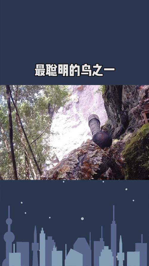 鳥中諸葛,鳥中諸葛是什么意思