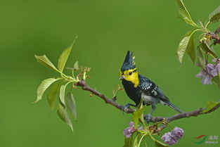 鳥啼,鳥啼的拼音
