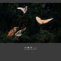 鳥投林,歸鴉背日 倦鳥投林什么意思
