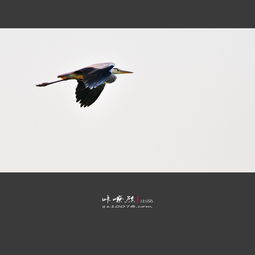 鳥投林,歸鴉背日 倦鳥投林什么意思