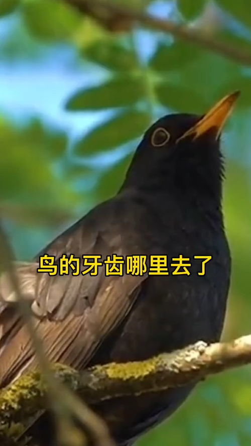 鳥有牙齒嗎,鳥類有沒有牙齒