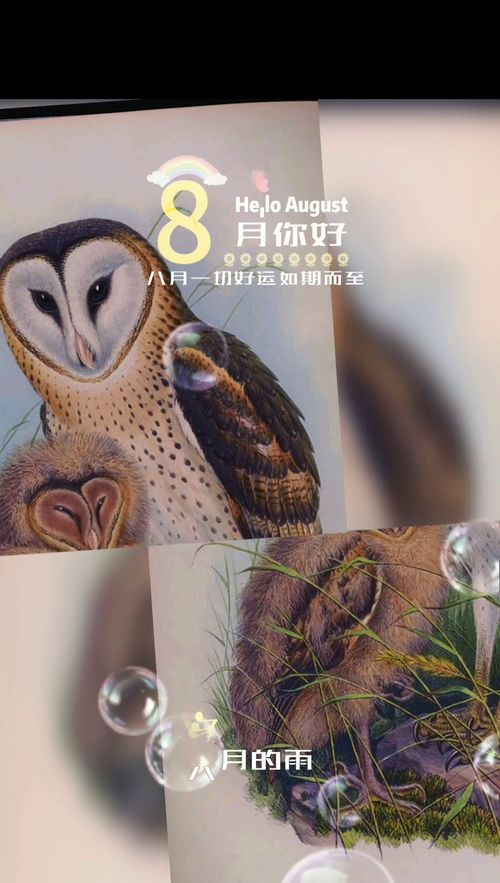 鳥的評說,誰能告訴我鳥的評說全文