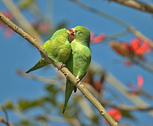 鳥組詞,鳥組詞有哪些