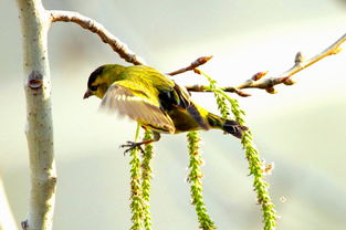 鳥鳴聲,鳥的叫聲怎么形容？