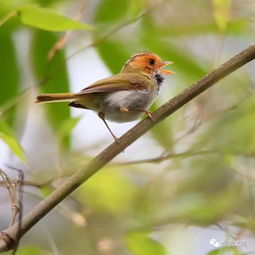 鳥鳴聲,鳥的叫聲怎么形容？