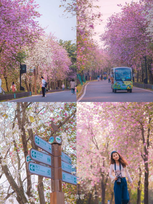 麻麻地,灑灑水麻麻地唔該唔該冇問題 都是什么意思