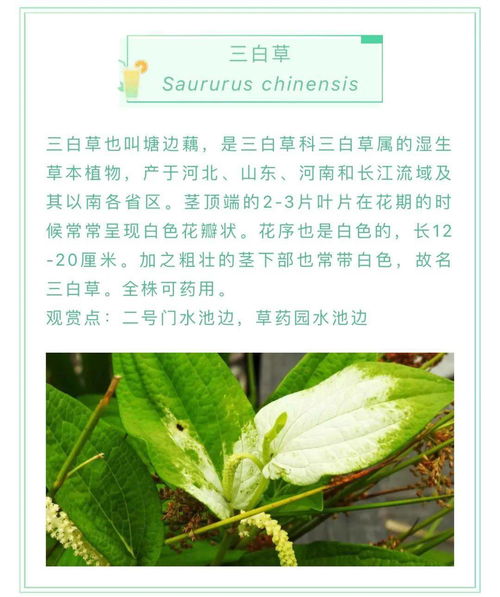 龍眼與傘閱讀答案,遲子建的《龍眼與傘》的閱讀答案